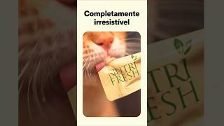 Creamy Treats: o petisco perfeito para os gatos mais exigentes