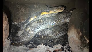 King cobra rescue and release operation - Shimoga, Karnataka, India.