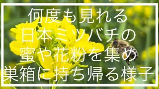 日本ミツバチの【みつ集め】花の蜜や花粉を集めて巣箱に持ち帰る様子japanese bee 養蜂 ハチミツ 🐝🐝🐝