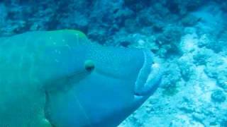 Maldives - Napolean Wrasses