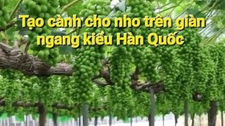 CÁCH TẠO CÀNH CHO NHO ( Trên giàn ngang truyền thống)