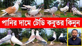 পানির দামে টেডি কবুতর কিনুন || pigeon farm || kobutor hat 2024 || pigeon market in bangladesh