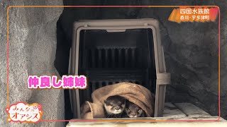 みんなのオアシス・コツメカワウソの仲良し姉妹（四国水族館）　2022/06/17放送