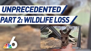 Unprecedented: A Climate Change Special Series | Part 2 - Wildlife Disaster