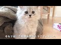 kitten in a blanket moln the siberian cat