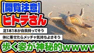 【2ch動物スレ】【閲覧注意】ヒトデさんが砂浜を歩く姿、お前らの想像の3倍くらい神秘的。