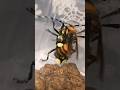 The Asian Giant Hornet Crazily Scraped the Longhorn Beetle.😬#hornet #beetle #viralreels