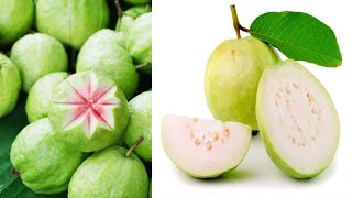 ಔಷಧೀಯ ಗುಣಗಳ ಆಗರ- ಸೀಬೆ (ಪೇರಲ) (Health Benefits of guava fruit and Leaves)