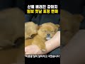 🔥500만뷰🔥산에 버려진 새끼 강아지들 임보 후 표정 변화 유기견 구조