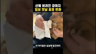 🔥500만뷰🔥산에 버려진 새끼 강아지들 임보 후 표정 변화 / 유기견 구조