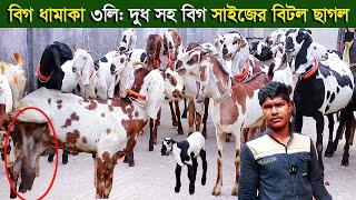 বিগ ধামাকা ৩লিটার দুধ সহ বিগ সাইজের বিটল ছাগল goat farm