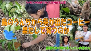 農園の鳥たちが排泄したコーヒーを植林しました/ジェニン婆さんギフトを貰いに現れる【フィリピンの山奥でねこと自給自足生活】ねこと食べる