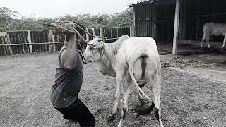 ongole bull morning time warm up