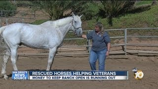 Rescued racehorses helping veterans in San Marcos