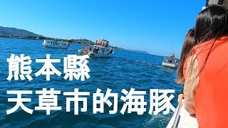 熊本縣天草市的出海賞海豚體驗 / 天草市のイルカツアー紹介するよ