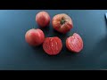 tomatensorten 2024 teil 18 fleischtomaten iv