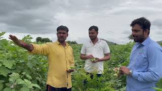 SCT वैदिक वांगी मार्केट मध्ये कॉलर झाली टाईट.50₹ जास्त भाव, अस ऍव्हरेज प्रथमच,1 एकरात 10 लाख करणारच.