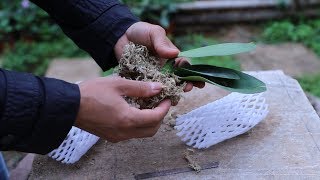 买蝴蝶兰，贪便宜，这次开箱后要“流泪”