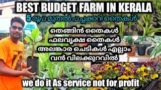 5 രുപ മുതൽ ഫല വൃക്ഷതൈകൾ - Best Low Budget Plant Nursery Kerala - Home Garden Plants \u0026 agriculture