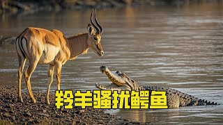 [Animal World] Antelope was suddenly greeted by a crocodile while drinking water!