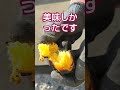 焚き火で焼きすぎた芋 焼き芋 田舎 自然 失敗 家庭菜園 グルメ あったかい とのフィールド shorts