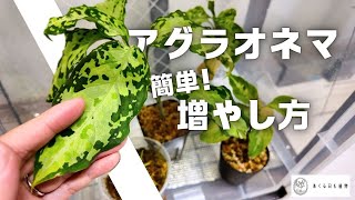 「簡単」アグラオネマの増やし方　取木で増殖！