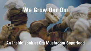 Om Mushroom Superfood