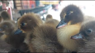 Cute Ducklings