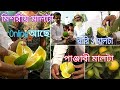 মিষ্টি মাল্টা | Sweet Malta | Malta Tasting | Bengal Nursery