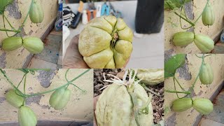 कभी देखी है अपने ये अनोखी सब्जी । How to grow chayote in pots . squash/chowchow/iskus/kuas/chyote