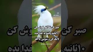 اگر به خدا ایمان داری مشترک کن و کامنت بزار یا الله