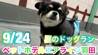 9/24 お昼☁️ワンちゃんドッグラン〜ご様子です♪羽田空港近くのペットホテルエアライン羽田にご宿泊中のペットちゃん達です♡無料送迎なので楽々チェックイン