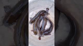 দেশী মাগুর (Magur Fish) #shorts