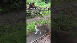 Why they got a normal cat in the zoo???