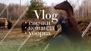 КОНО-VLOG / Игры лошадей в табуне. ВОССТАНОВЛЕНИЕ команды. Погода осени.