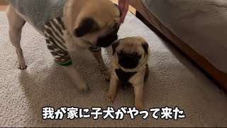 ひょんな事から始まった多頭飼いトライアル生活1日目