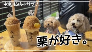 栗好き必見カフェ🌰＆マイナスイオンで癒された中津川ぷち旅行【トイプードル子犬】