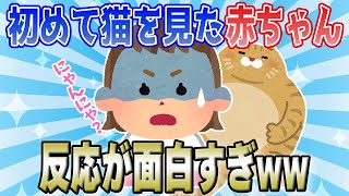 【2chほのぼの】初めて猫を見た赤ちゃんの反応が面白すぎたww【ほっこりスレ】