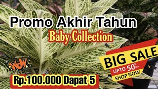 Spesial Paket Aglaonema Rp.100.000 Dapat 5plants ,Part 1_eps.811