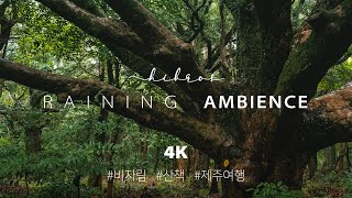 🎧 Rainy Day Walking, Forest Nature Sounds | 4K Binaural Nature ASMR Sleep \u0026 Relaxing | Jeju Island