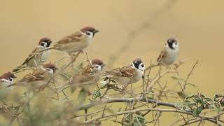 ♪鳥くん野鳥動画（鹿児島県・出水）スズメたちJO6A3200