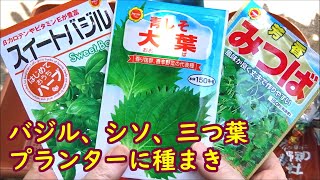 バジル、シソ、三つ葉の種まき【プランター栽培・育て方・成長記録】