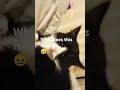 funny comedy memes fypシ゚ cat fypシ゚ cute