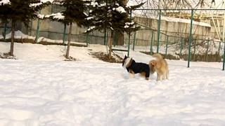 雪遊び シェルティ＆ゴールデン