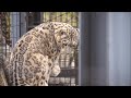 旭山動物園 ユキヒョウ（ジーマ）お隣のアテネに文句を言う