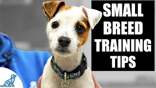5 IMPORTANT Tips For Small Breed Puppy Training!
