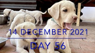 【生後56日】10頭のラブラドールの子犬・出産から巣立ちまで  [Day 56] Ten Labrador Puppies - from birth to leaving the nest -