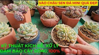 Kích Rễ, Vào Chậu Sen Đá Mini Siêu Đẹp