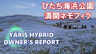 トヨタ ヤリス ハイブリッド 国営ひたち海浜公園へ 満開ネモフィラ撮影 TOYOTA YARIS HYBRID オーナー動画レポ 24