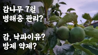 감나무 7월 병해충 관리 / 감, 낙과 이유? / 감나무 방제 약제?